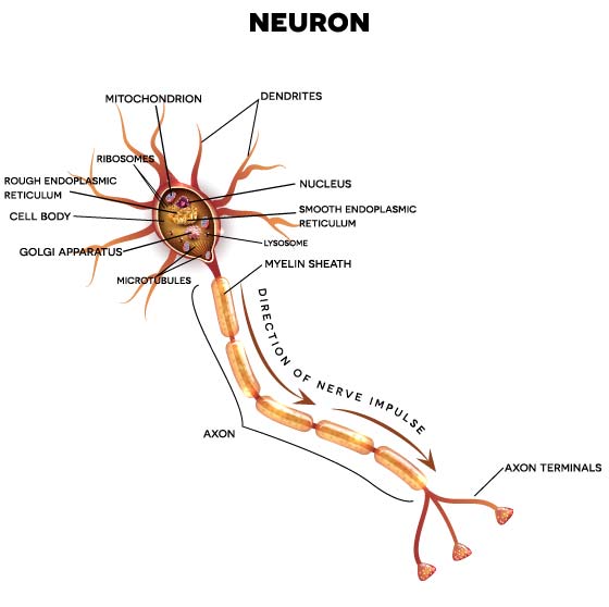 how many neurons in a human brain